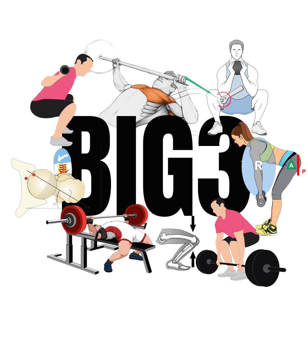 anatomia funcional de los big3