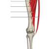 musculos del muslo