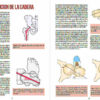 Manual de fuerza anatomía y entrenamiento 2