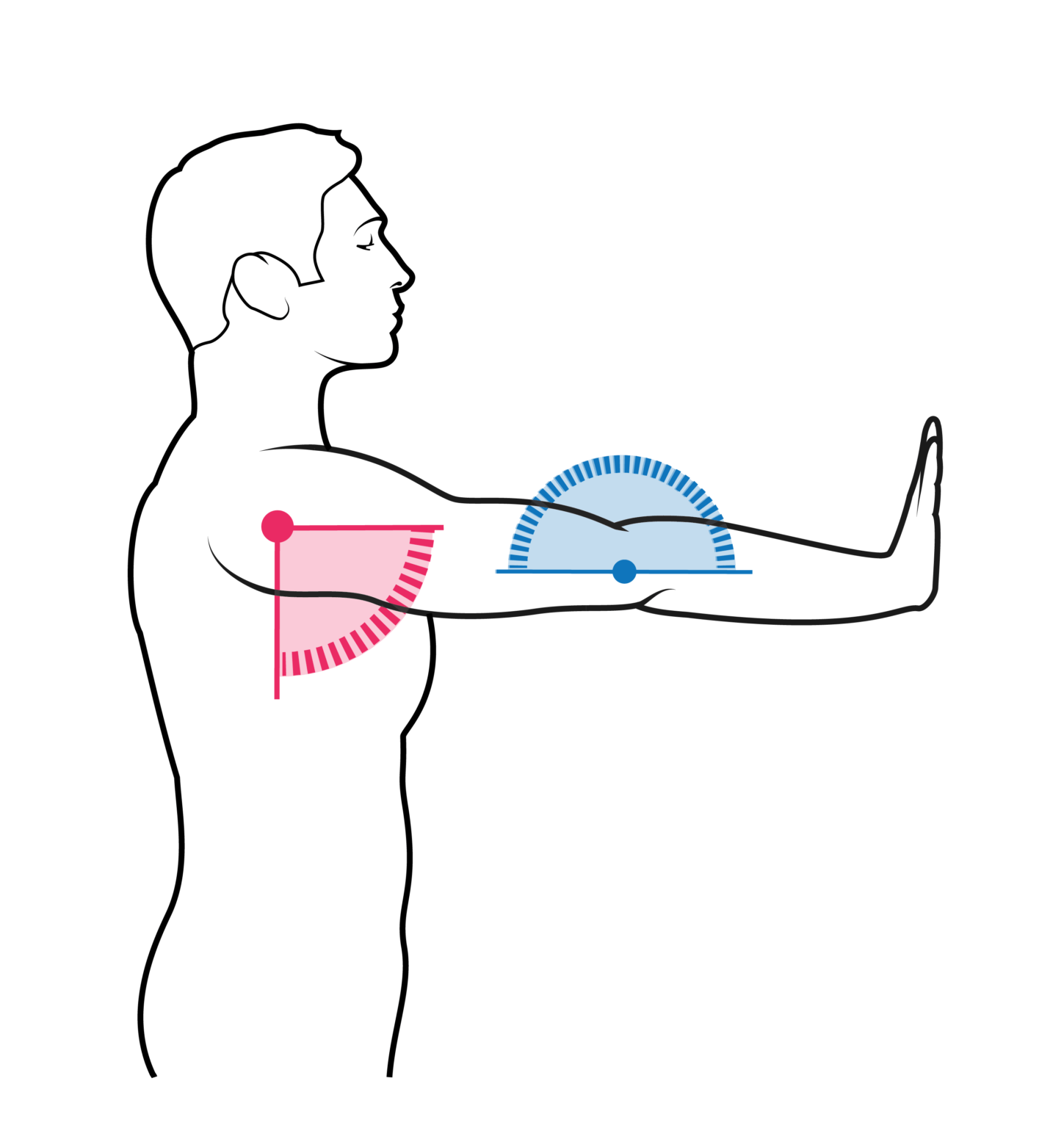 ¿Que músculos trabajan las flexiones de brazos (lagartijas)?