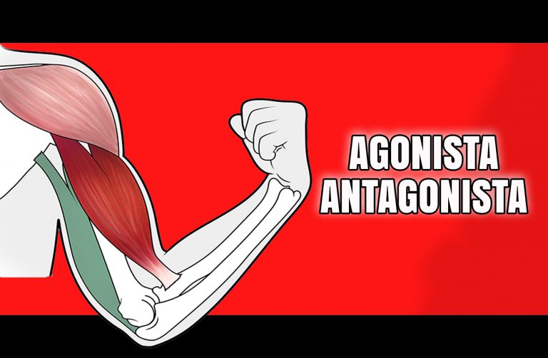 Músculos agonistas antagonistas y sinergistas