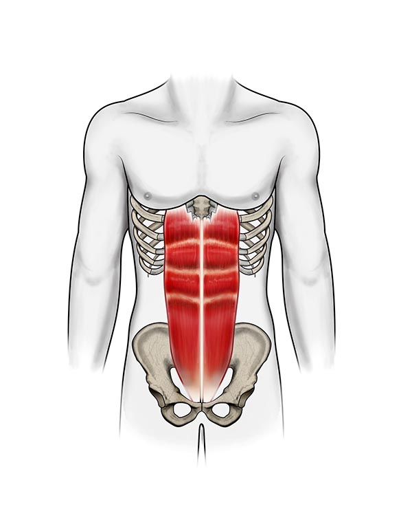 Que músculos se usan en las abdominales