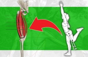 Músculos biarticulares