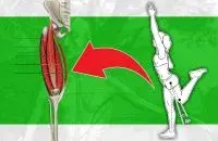 Los cuadriceps en entrenamiento