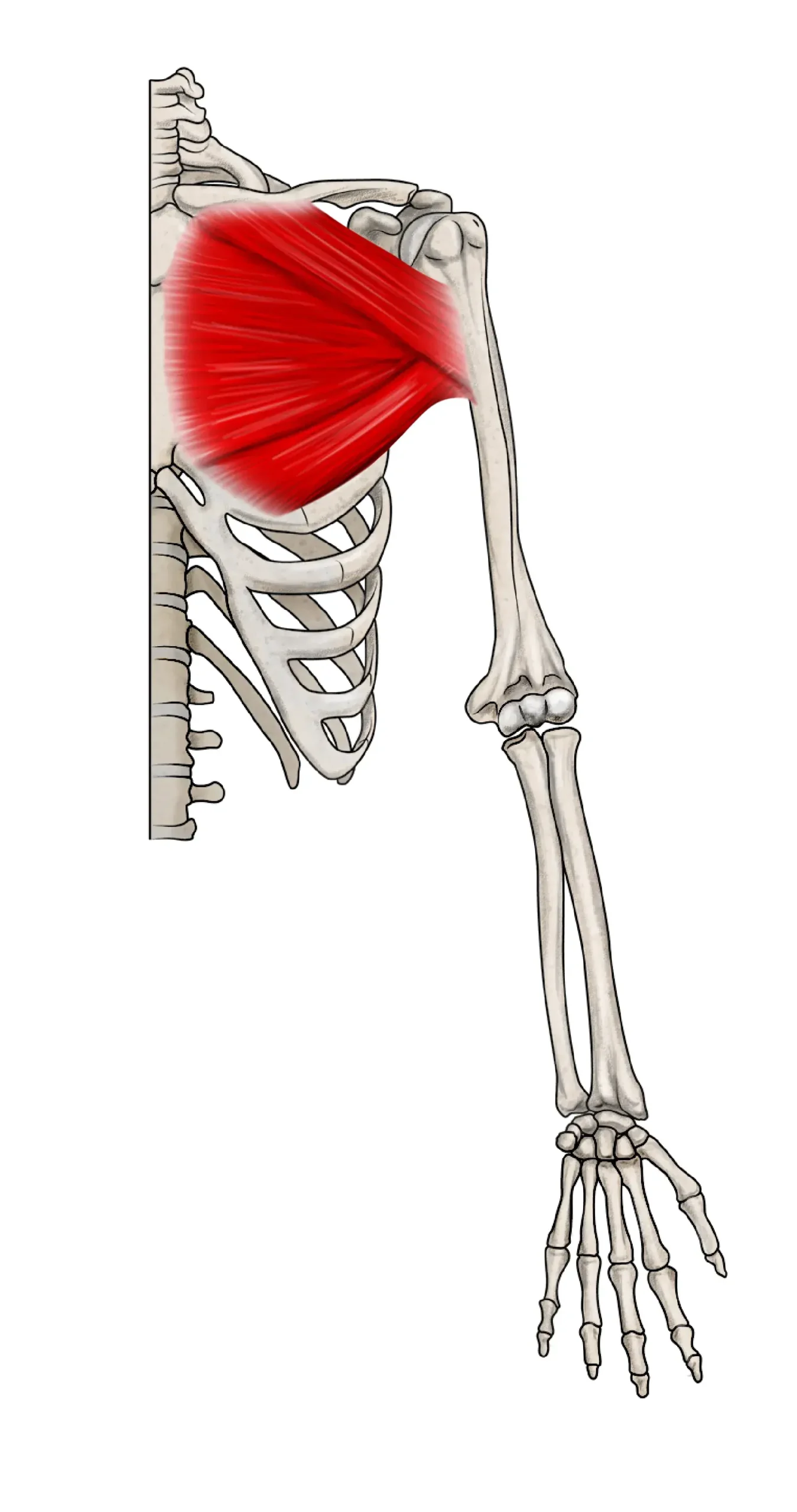 El pectoral mayor