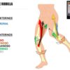 acciones musculares en las piernas