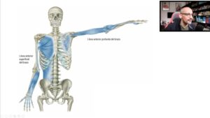 vias anatomicas y cadenas musculares