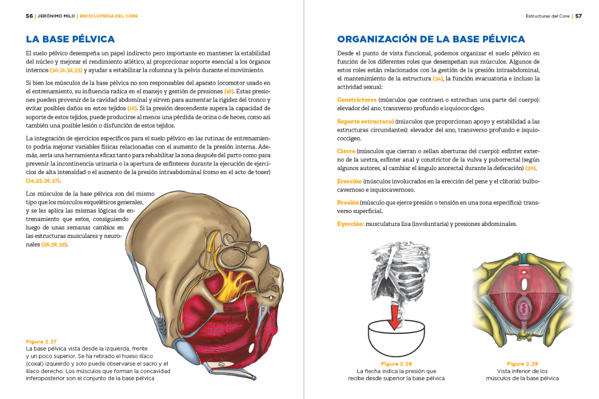 Esquema de la base pélvica y su relación con el core interno