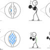 diferentes reclutamientos de fibras musculares
