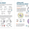 diferentes celulas