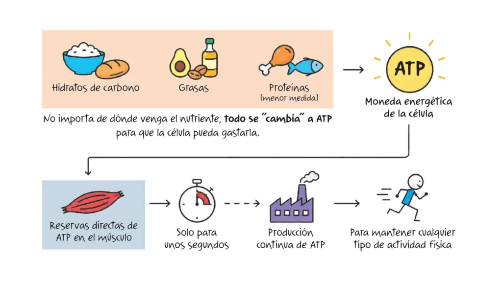 diferentes maneras de obtener energia del cuerpo