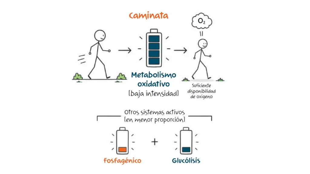 caminata via oxidativa